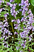 NEPETA RACEMOSA WALKERS LOW