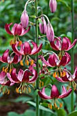 LILIUM MAROON KING