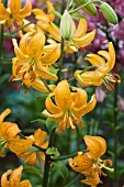 LILIUM HANSONII