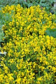 GENISTA LYDIA AGM