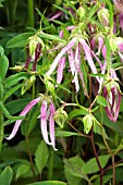 CAMPANULA PINK OCTOPUS