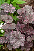 HEUCHERA MIDNIGHT ROSE