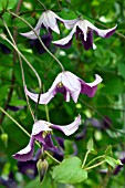 CLEMATIS VITICELLA JOLLY JAKE