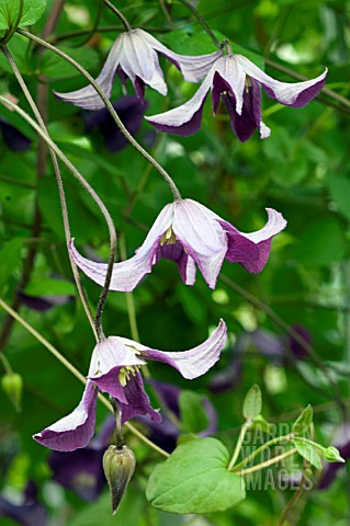 CLEMATIS_VITICELLA_JOLLY_JAKE