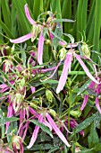 CAMPANULA PINK OCTOPUS