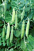 PEA MARO - JAPANESE VARIETY FROM WHERE MARROW FAT PEAS ORIGINATED