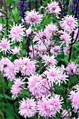 LYCHNIS FLOS-CUCULI JENNY