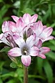 CAMPANULA GLOMERATA CAROLINE