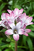 CAMPANULA GLOMERATA CAROLINE