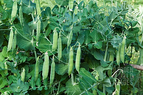 PEA_MARO__JAPANESE_VARIETY_FROM_WHERE_MARROW_FAT_PEAS_ORIGINATED