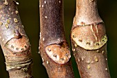 AESCULAS HIPPOCASTANUM - HORSESHOE DETAIL ON STEMS