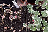 PELARGONIUM CUTTINGS EXPERIMENT  RIGHT SIDE USING ROOTING COMPOUND, LEFT SIDE NONE USED, MOST SUCCESSFUL