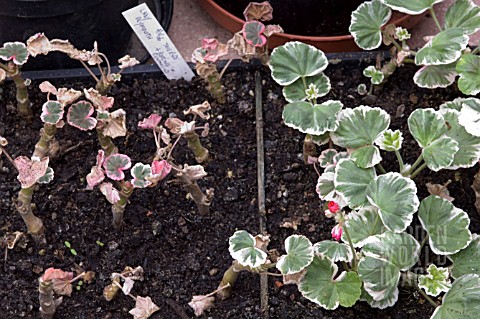 PELARGONIUM_CUTTINGS_EXPERIMENT__RIGHT_SIDE_USING_ROOTING_COMPOUND_LEFT_SIDE_NONE_USED_MOST_SUCCESSF