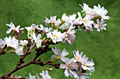 PRUNUS SUBHIRTELLA AUTUMNALIS AGM