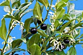 SARCOCOCCA CONFUSA