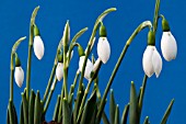 GALANTHUS ELWESII AGM