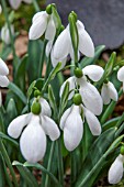 GALANTHUS JOHN LONG