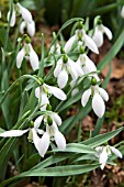 GALANTHUS FIELDGATE PRELUDE