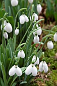 GALANTHUS MELANIE BROUGHTON