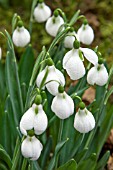 GALANTHUS DIGGORY