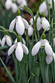 GALANTHUS GALATEA