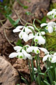 GALANTHUS HIPPOLYTA