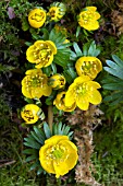 ERANTHIS HYMENALIS TUBERGIANA GROUP GUINEA GOLD AGM