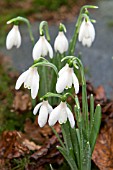 GALANTHUS NIVALIS POCULIFORMIS GROUP