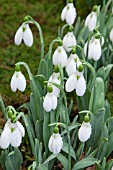 GALANTHUS ELWESII VAR ELWESII  SYN GALANTHUS ELWESII VAR WHITTALLII