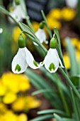 GALANTHUS TRYPOSTER  (TRYMPOSTER)
