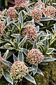 SKIMMIA JAPONICA MAGIC MARLOT