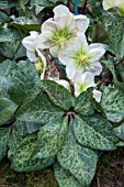 HELLEBORUS WINTER MOONBEAM