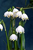 LEUCOJUM VERNUM GREEN LANTERN