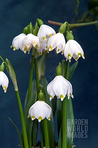 LEUCOJUM_VERNUM_GREEN_LANTERN