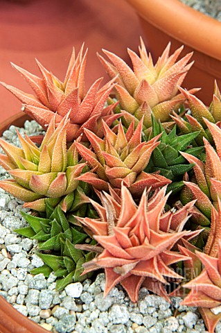 HAWORTHIA_VISCOSA