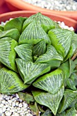 HAWORTHIA RETUSA