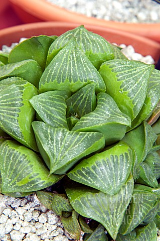 HAWORTHIA_RETUSA