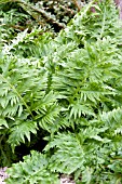 POLYPODIUM CAMBRICUM RICHARD KAYSE