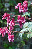 DICENTRA BURNING HEARTS