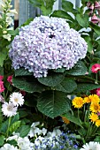 HYDRANGEA AVANTGARDE (R)