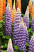 LUPINUS PERSIAN SLIPPER