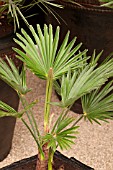 TRACHYCARPUS WAGNERIANUS