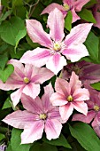 CLEMATIS ROSAMUNDE