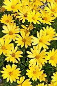 OSTEOSPERMUM VOLTAGE YELLOW