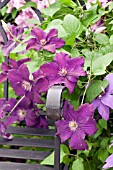 CLEMATIS RASPUTIN