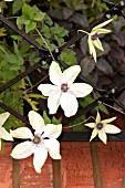CLEMATIS PISTACHIO