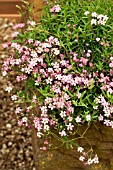 GYPSOPHILA REPENS ROSEA