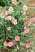 HELIANTHEMUM WISLEY PINK