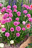 ARMERIA MARITIMA DUSSELDORFER STOLTZ