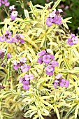 ERYSIMUM LINIFOLIUM VARIEGATUM